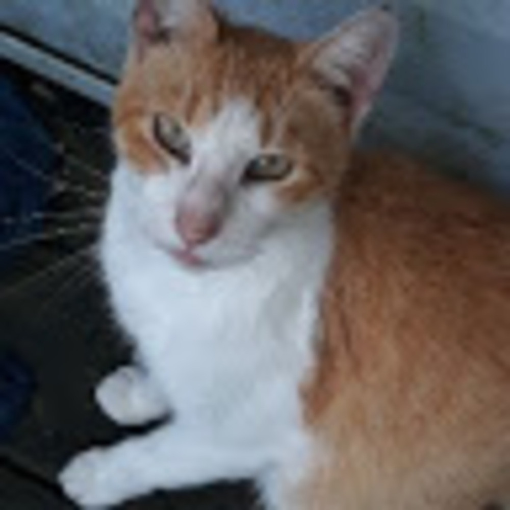 Meet your Posher, Kittykat